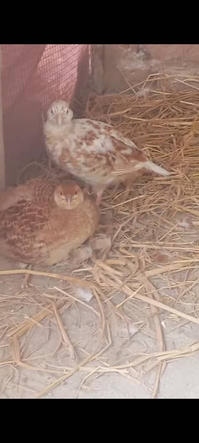 irani teetar breeder pair for sale