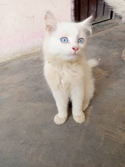 Pure White Triple Coated Persian kitten