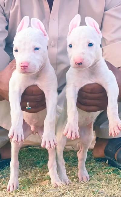 Pure Kohati Gullteri Pair Age 2 Month for Sale All Pakistan Cargo