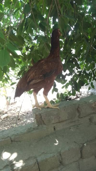 aseel amrohi hen for sale