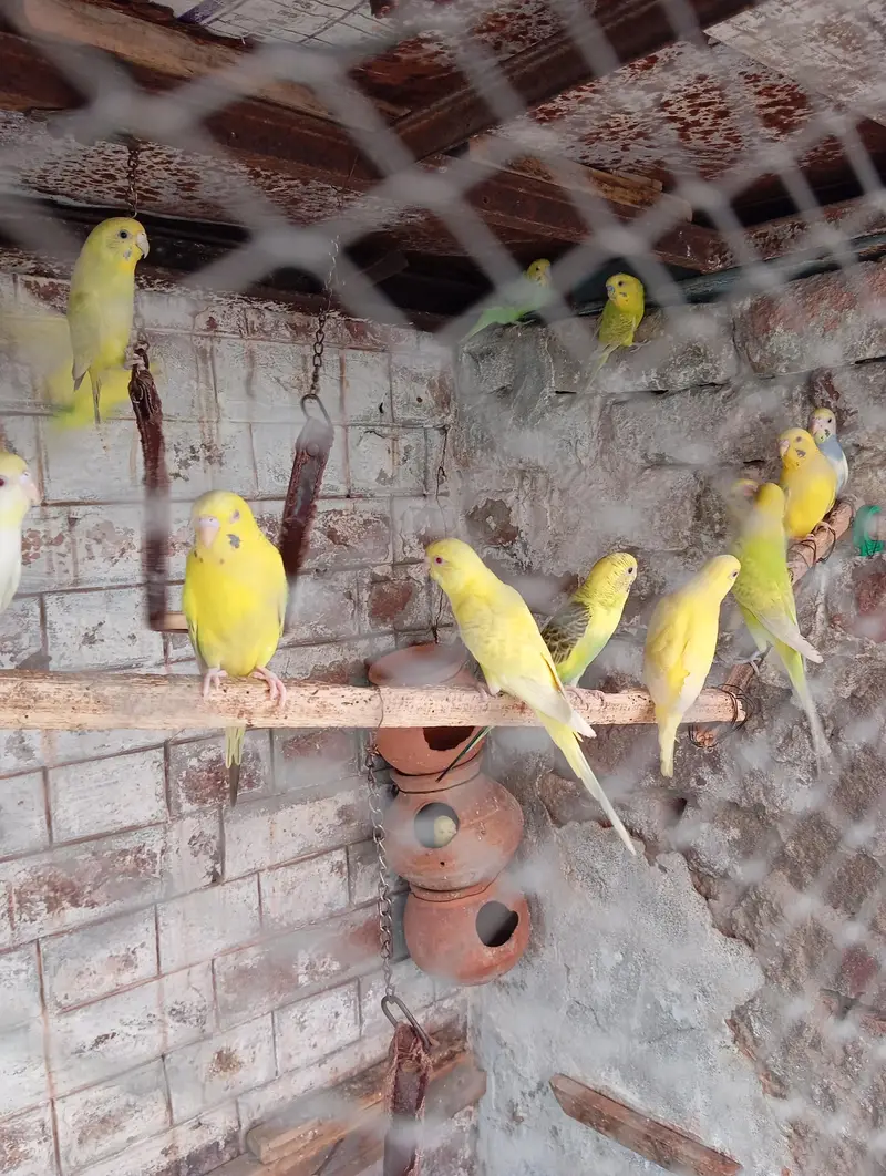 Perot's ki kalooni for urgent  sale. . 500 Ka Ka 1 piece hy — photo 3
