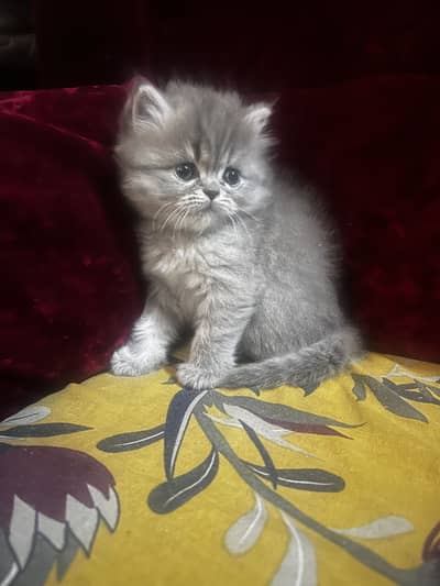 Pure persian blue eyes