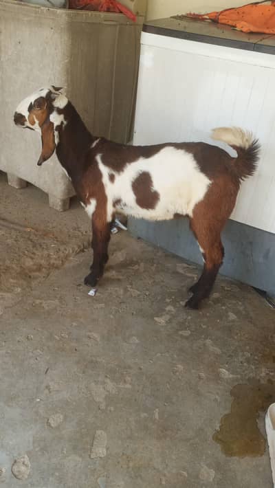 goat for sale urgent 2 male babys