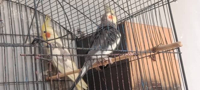 cockatiel pair