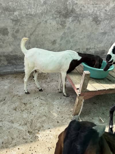 Two pregnant Goats for sale