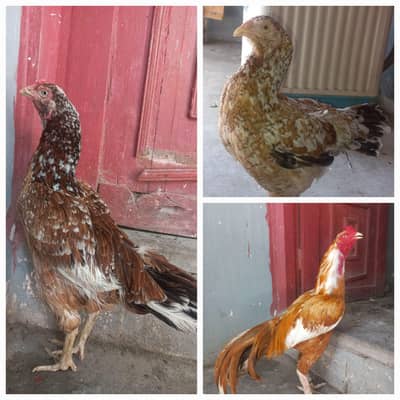 Aseel for sale