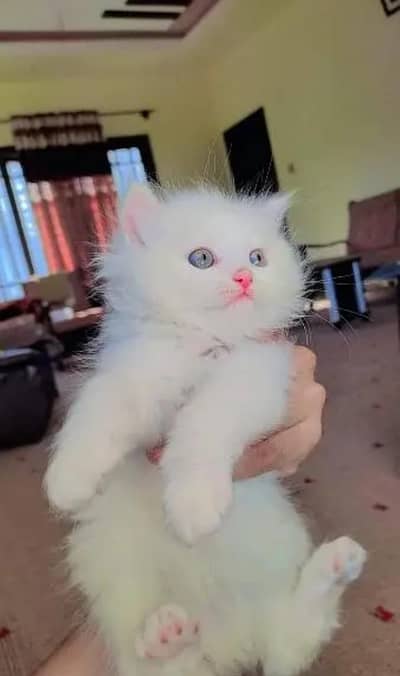 (Persian female kitten) (for sale all) (Pakistan delivery available)
