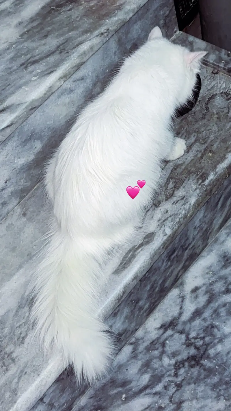 Snowy — photo 5
