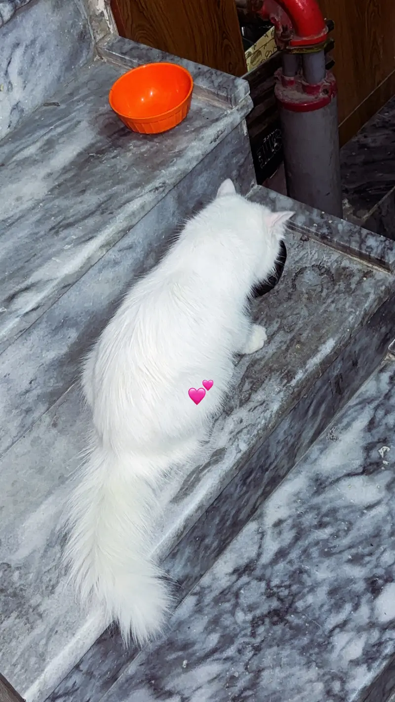 Snowy — photo 6