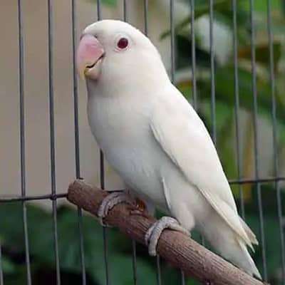 Love Birds opaline Pale fellow
