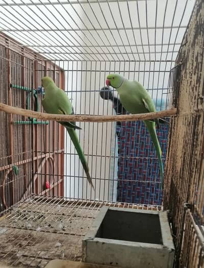 Parrots