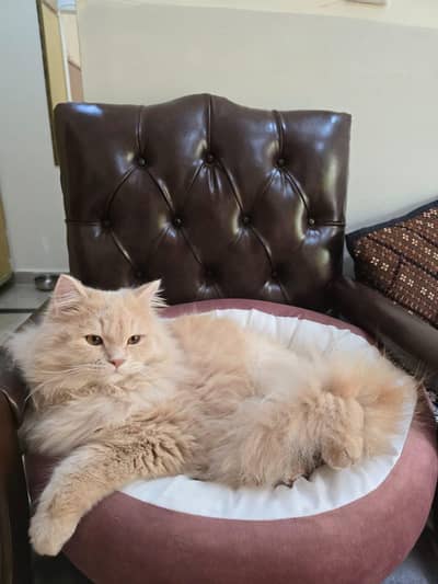 Persian Male/vaccinated/neutered/well mannered/trained