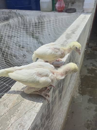 Heera Aseel Pair Chicks Pair  ( 03204661930 )