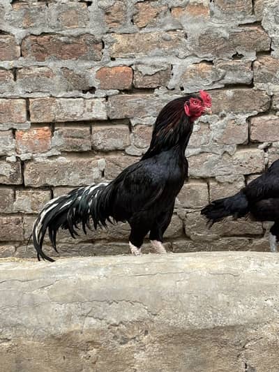 Lasani