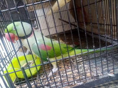 raw parrot