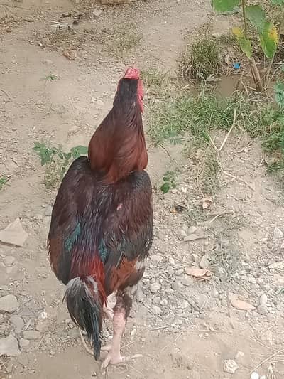pure miawali aseel murga