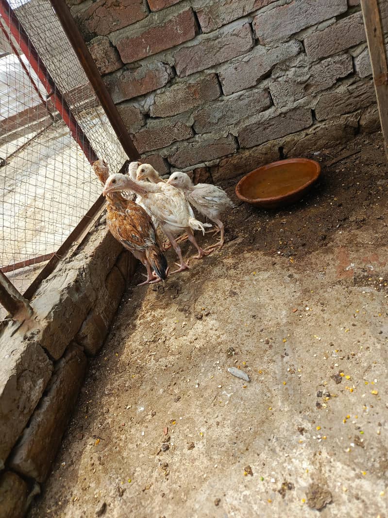 Murgee or chicks 1