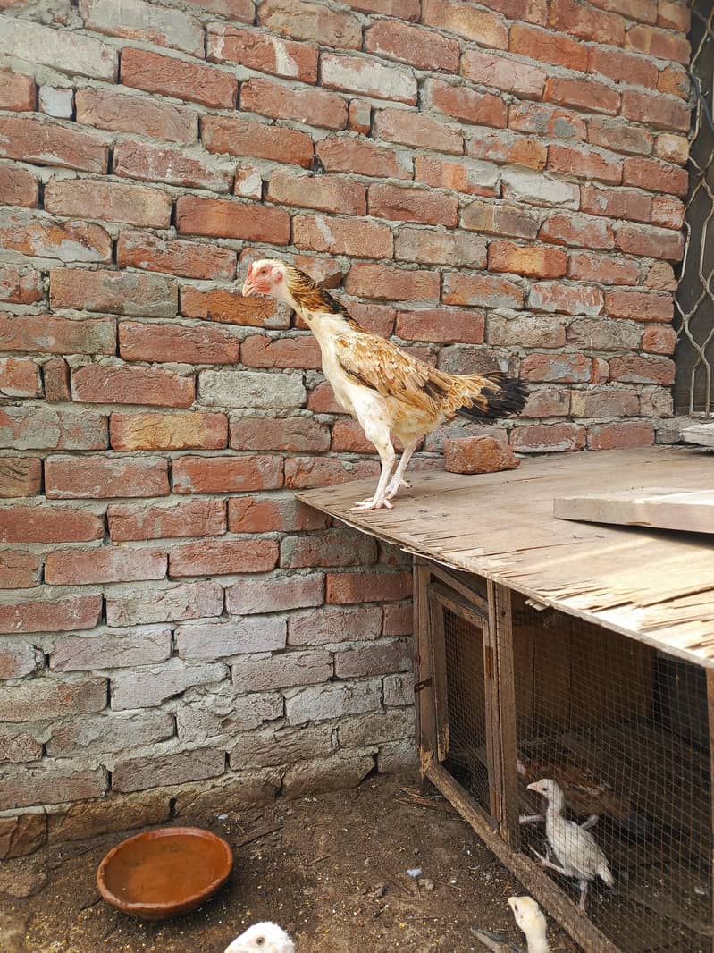 Murgee or chicks 2
