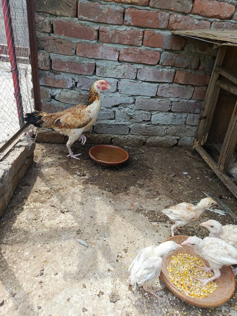 Murgee or chicks 3