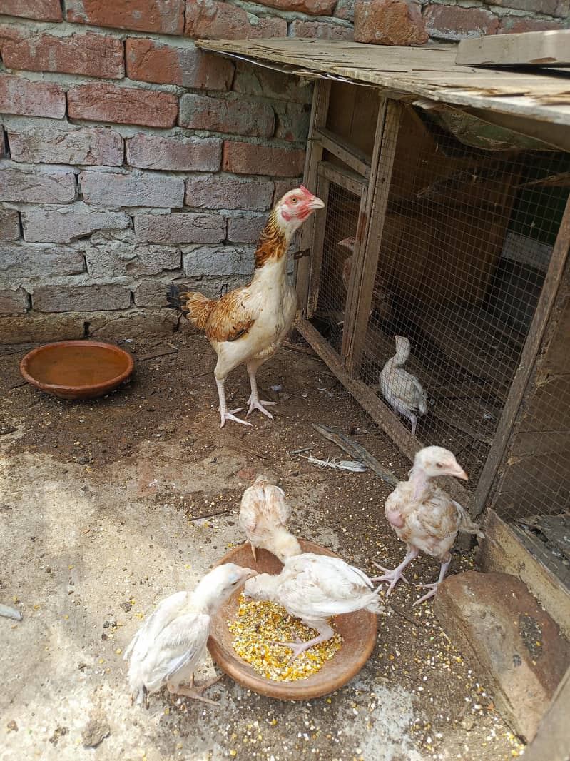 Murgee or chicks 4