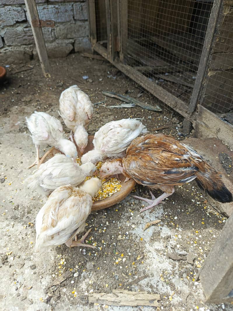 Murgee or chicks 5