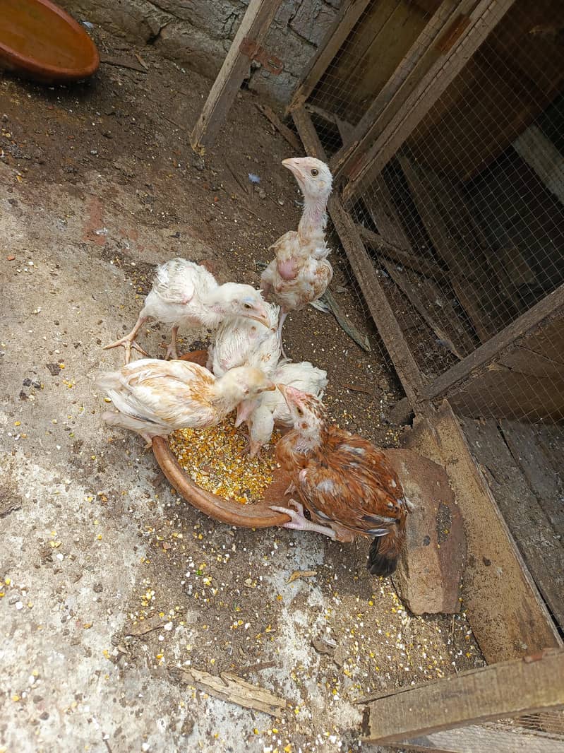 Murgee or chicks 6