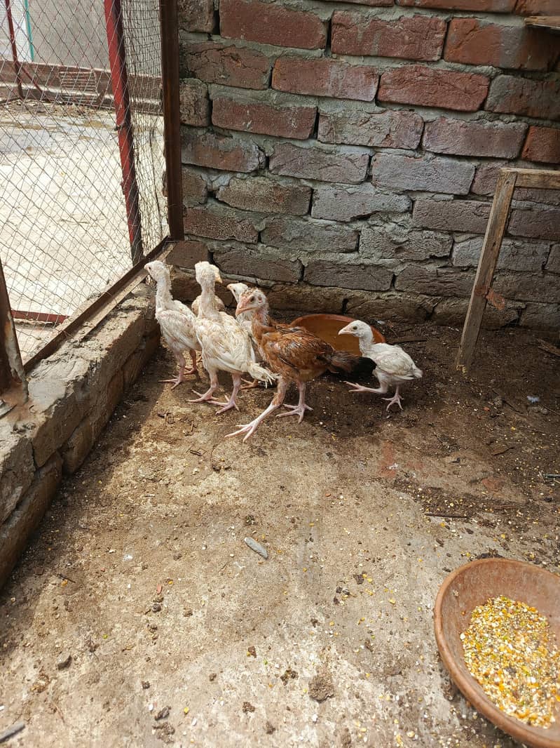 Murgee or chicks 7