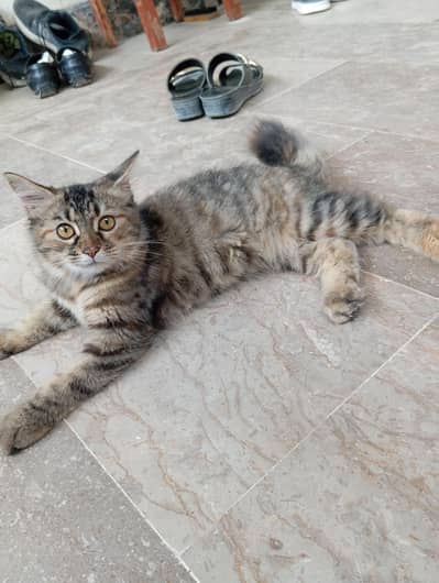 urgent selling persian kitten female 03343807662