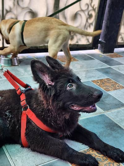 black german male
