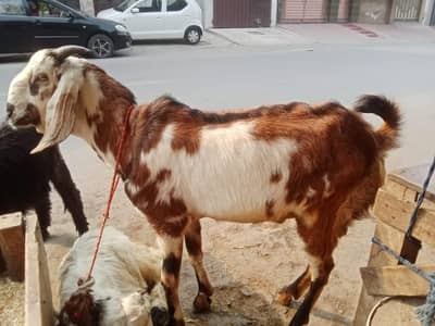 صدقے اور حقیقے کے پکڑے