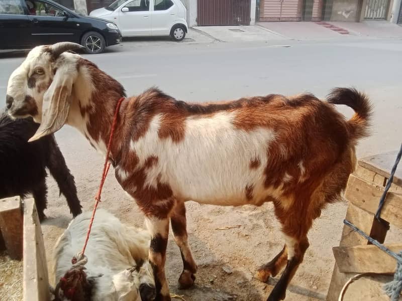 صدقے اور حقیقے کے پکڑے 0