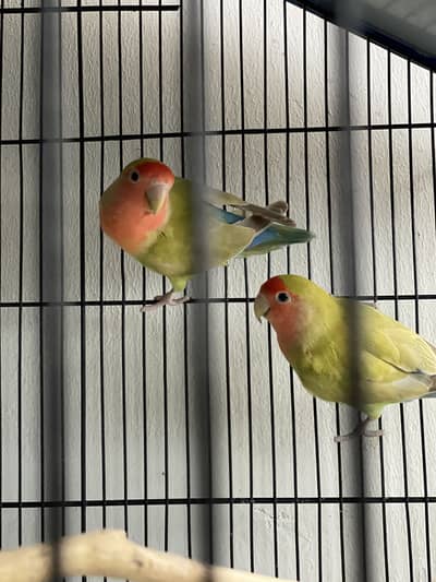 Love bird Olive Peach-faced Lovebird.