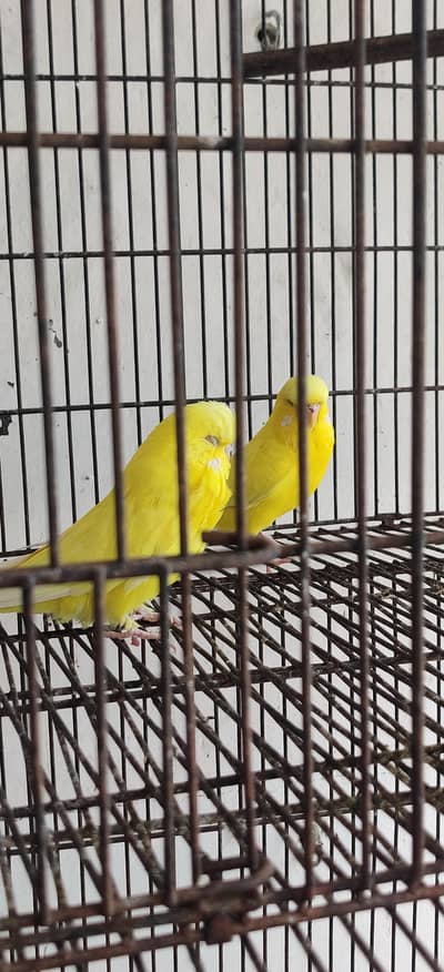budgies colony and exibition pairs