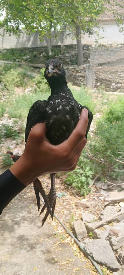 Female Birds for Sale – Vaccinated and Active