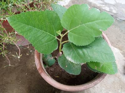 Fresh Fig Plant (انجیر کا پودا) – Healthy & Fruit Bearing – Rs. 600"