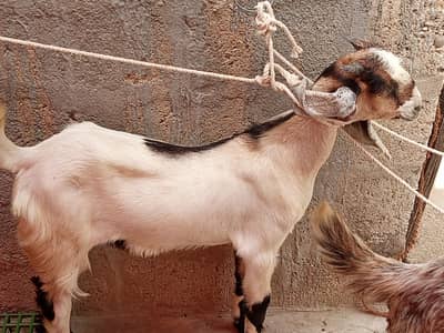 Goats for Sale