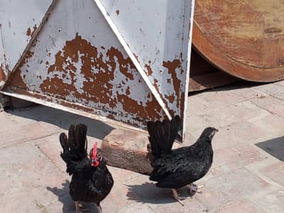 black Japanese Bantam