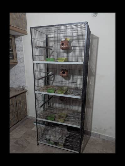Parrots | Green Parrots | Lovebirds | Lovedbirds/ parrots with cage