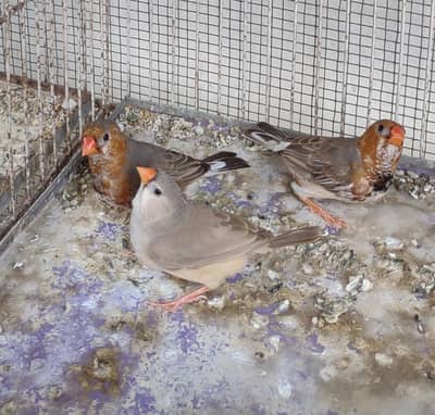 Half Orange  & Common pairs