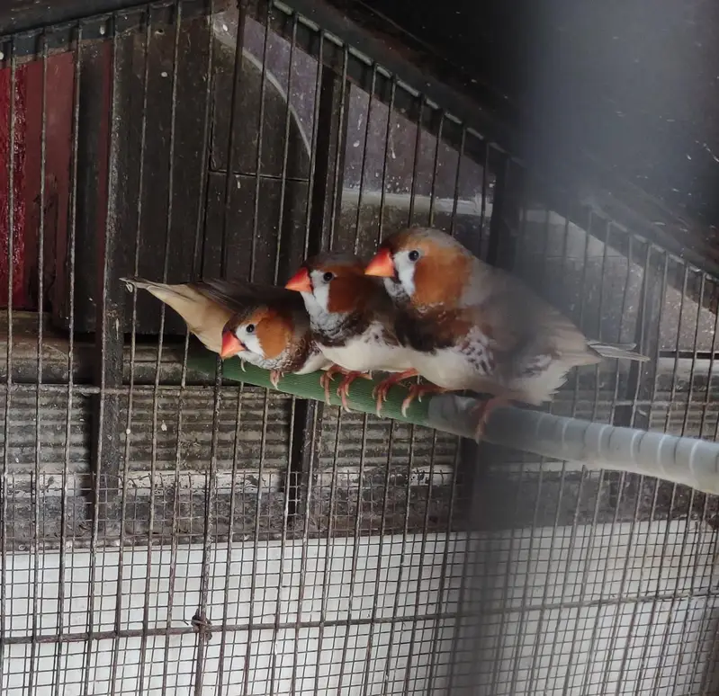 Half Orange  & Common pairs — photo 2
