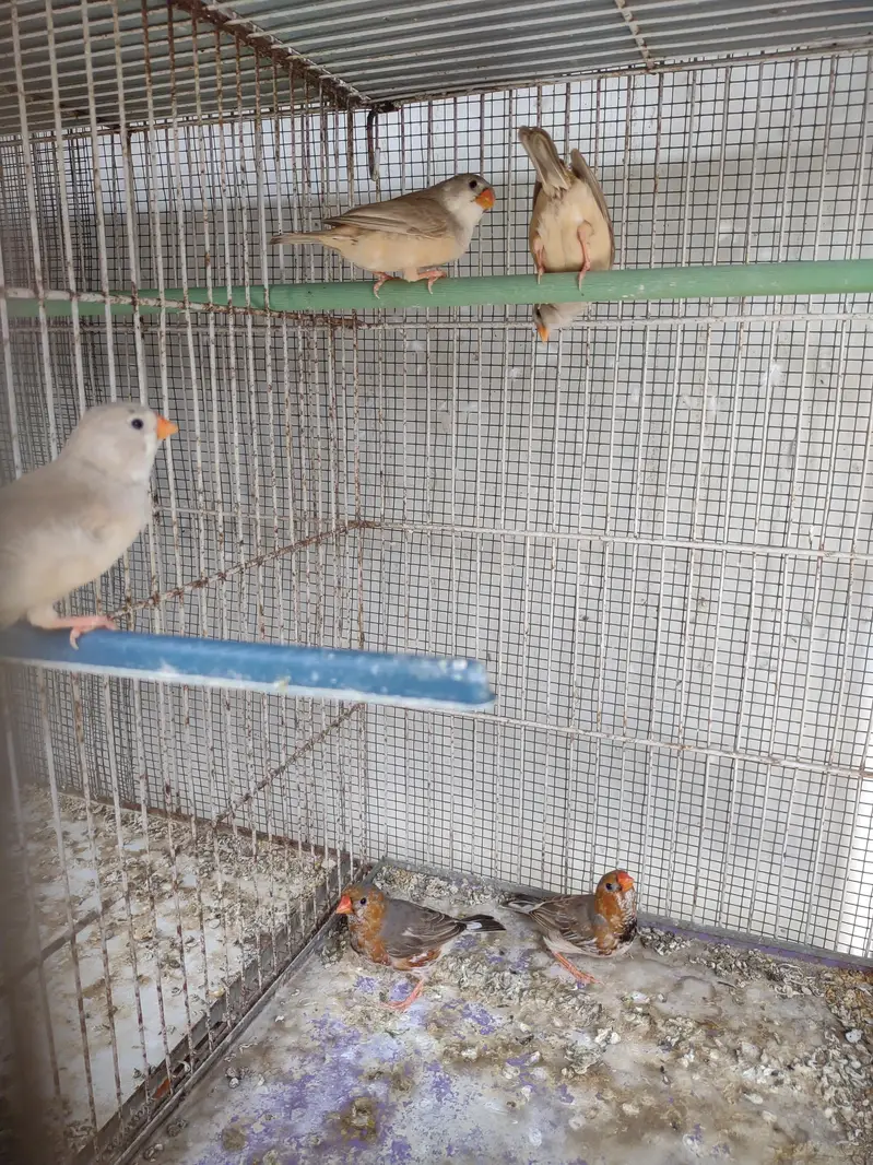 Half Orange  & Common pairs — photo 3