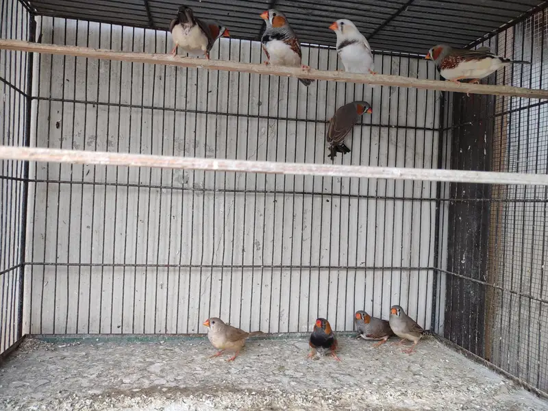 Half Orange  & Common pairs — photo 4