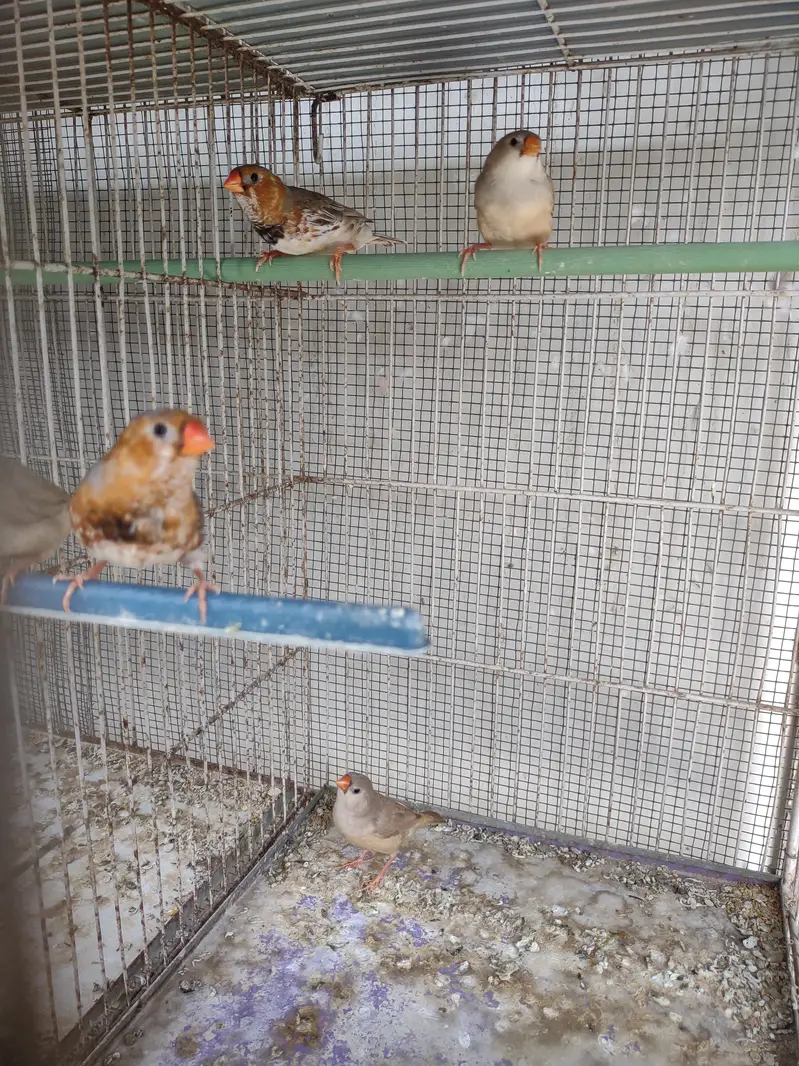 Half Orange  & Common pairs — photo 5