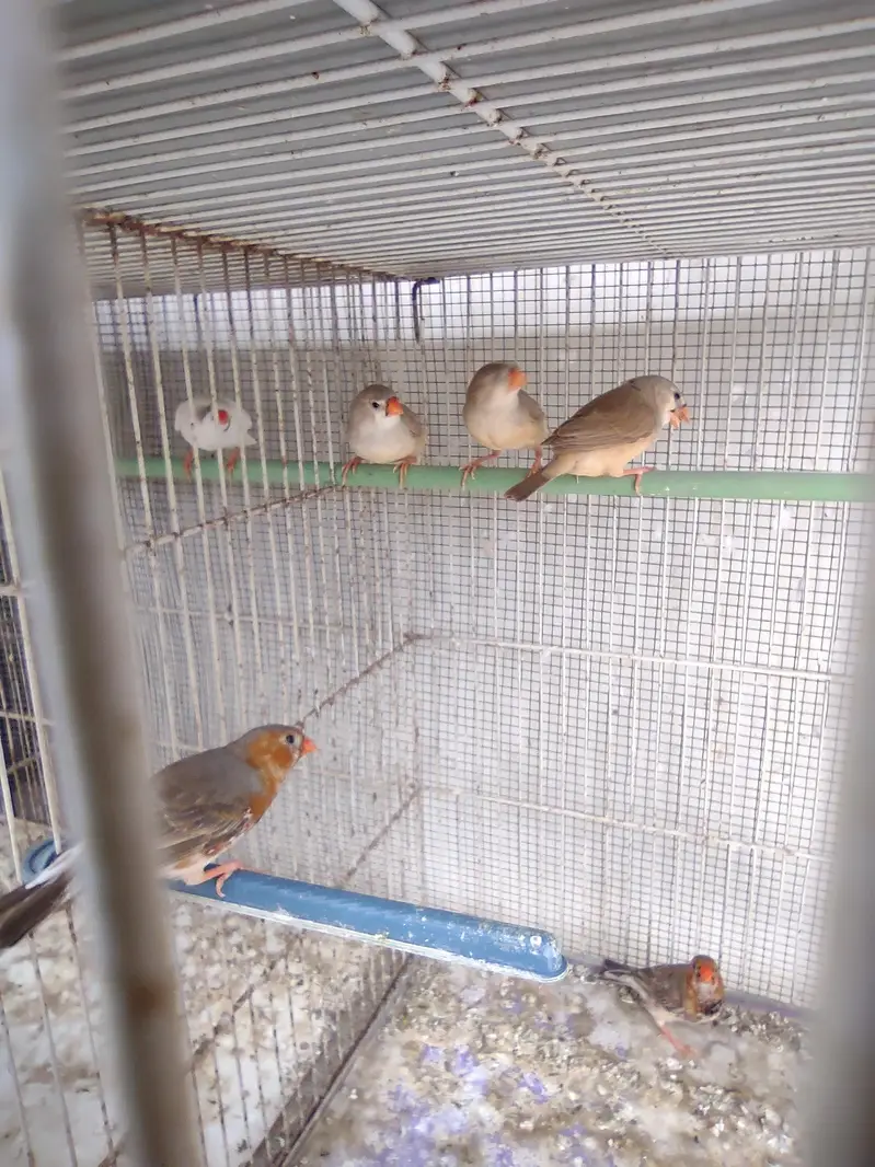 Half Orange  & Common pairs — photo 6