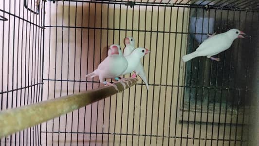 Java Birds Fawn and White Breeder Pairs