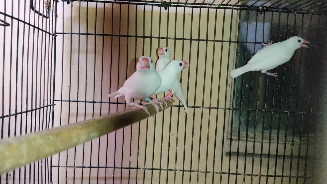 Java Birds Fawn and White Breeder Pairs
