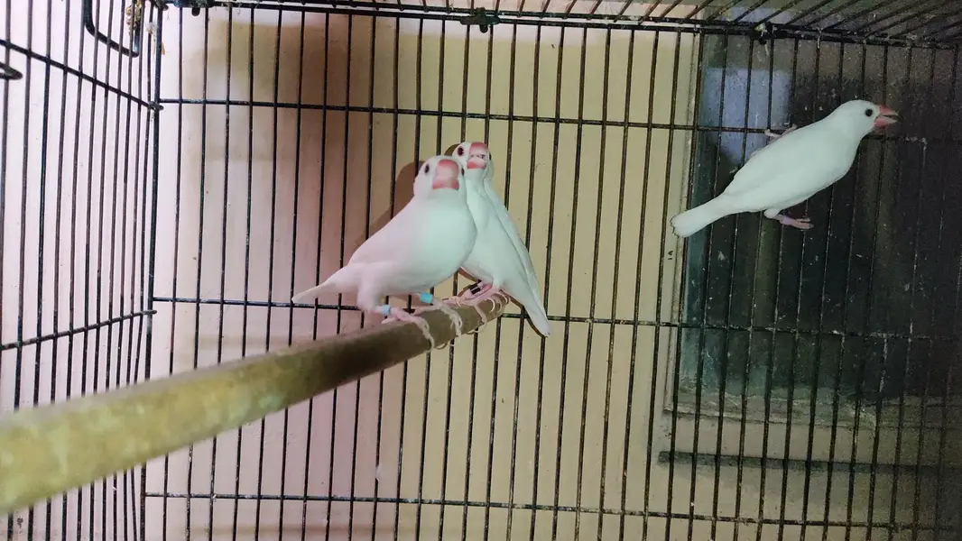 Java Birds Fawn and White Breeder Pairs — photo 2