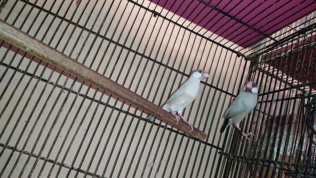 Java Birds Fawn and White Breeder Pairs — photo 3