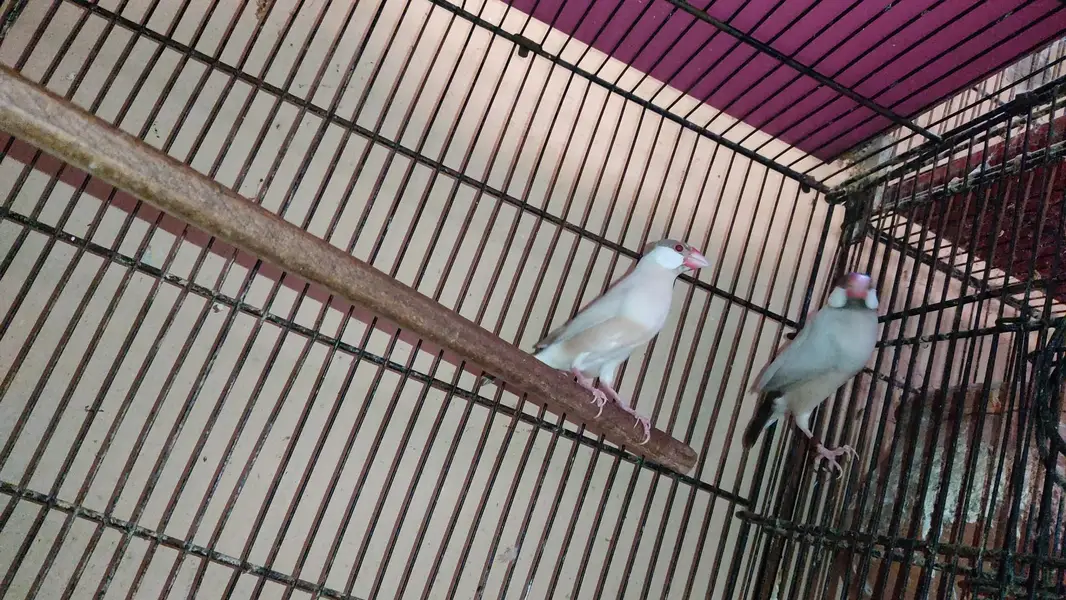Java Birds Fawn and White Breeder Pairs — photo 4