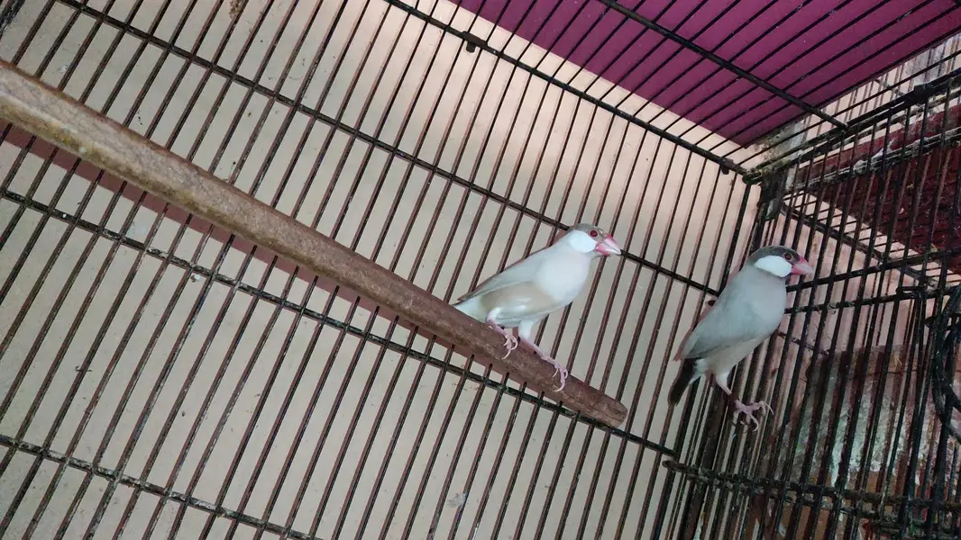 Java Birds Fawn and White Breeder Pairs — photo 5